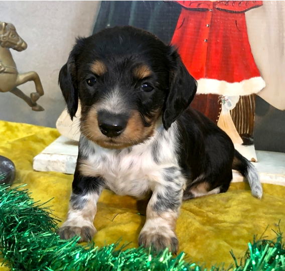 comprar cachorros sanos, baratos y asequibles para la venta